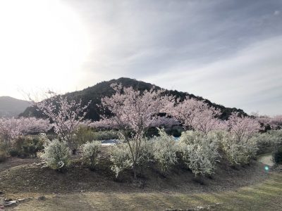 桜が綺麗ですよ〜