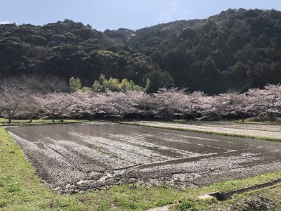桜の景色