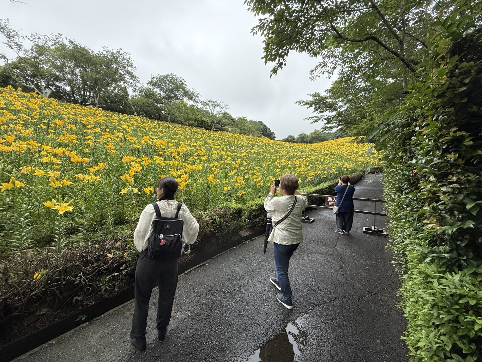 投稿についてもっと詳しく 雨の水曜日