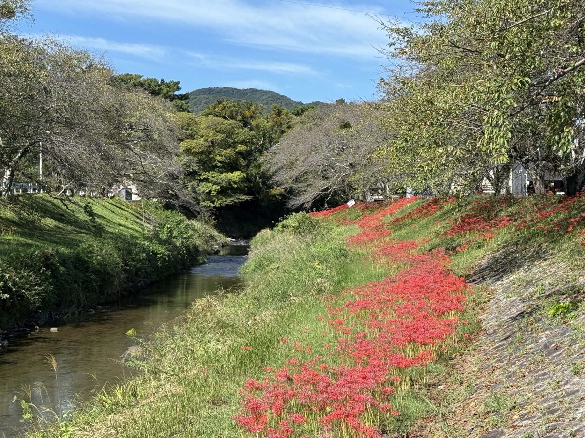 投稿についてもっと詳しく 桜の他にも